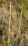 Elytrigia bessarabica. Соплодия. Зап. Крым, г. Саки, берег моря у детского оздоровительного лагеря \"Прибрежный\". 30.08.2011.