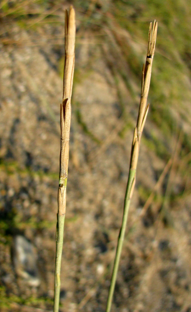 Изображение особи Elytrigia bessarabica.