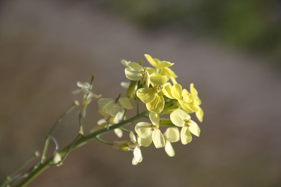 Изображение особи Erysimum flavum.