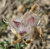 Astragalus neoalbanicus