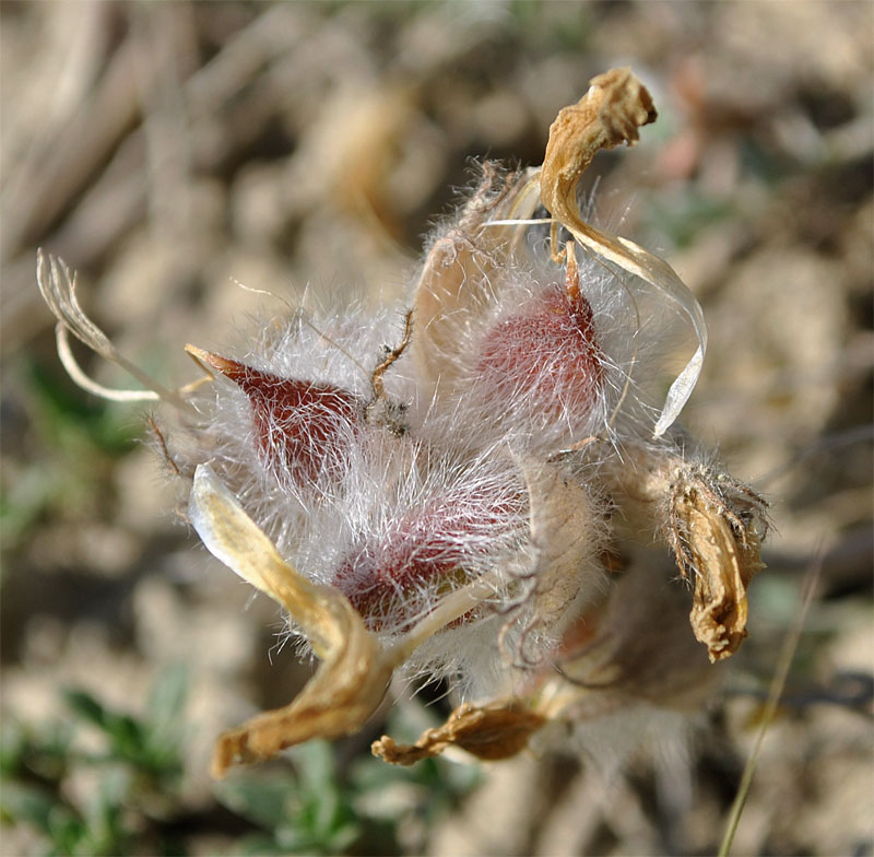 Image of Astragalus neoalbanicus specimen.