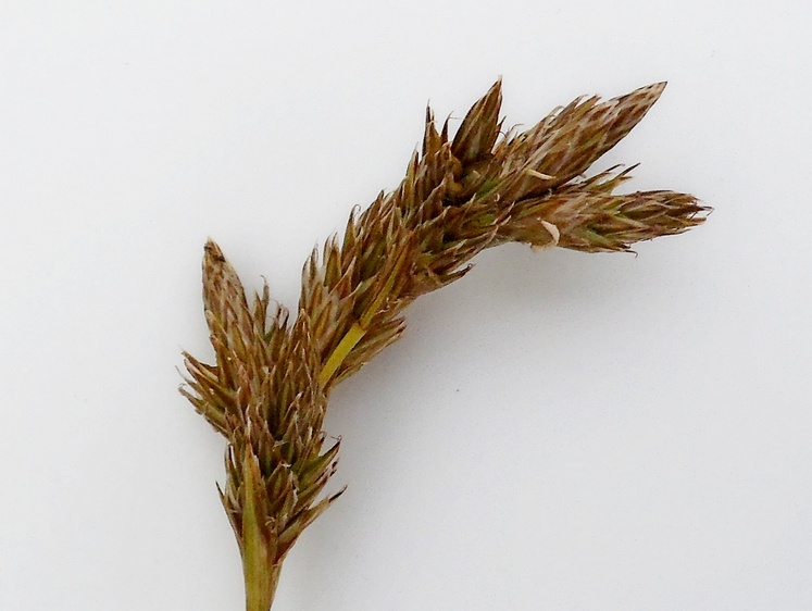 Image of Carex leporina specimen.