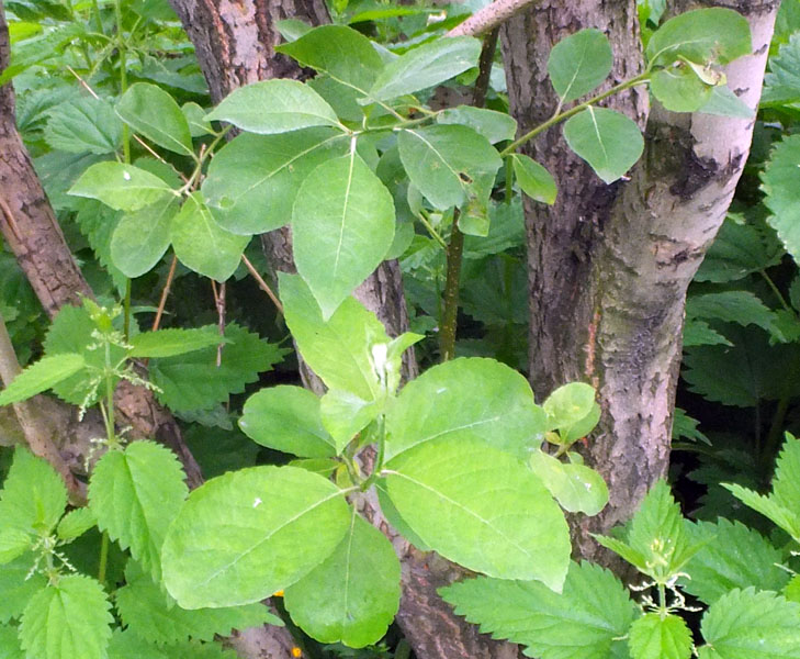 Image of Salix caprea specimen.