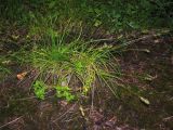 Carex spicata