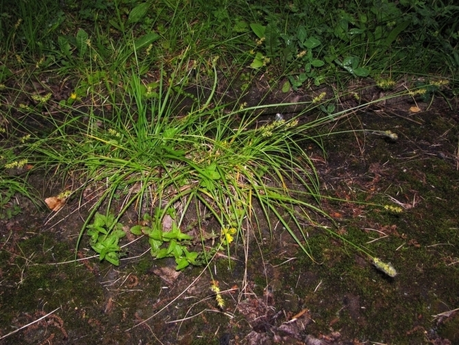 Image of Carex spicata specimen.
