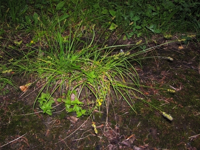 Изображение особи Carex spicata.