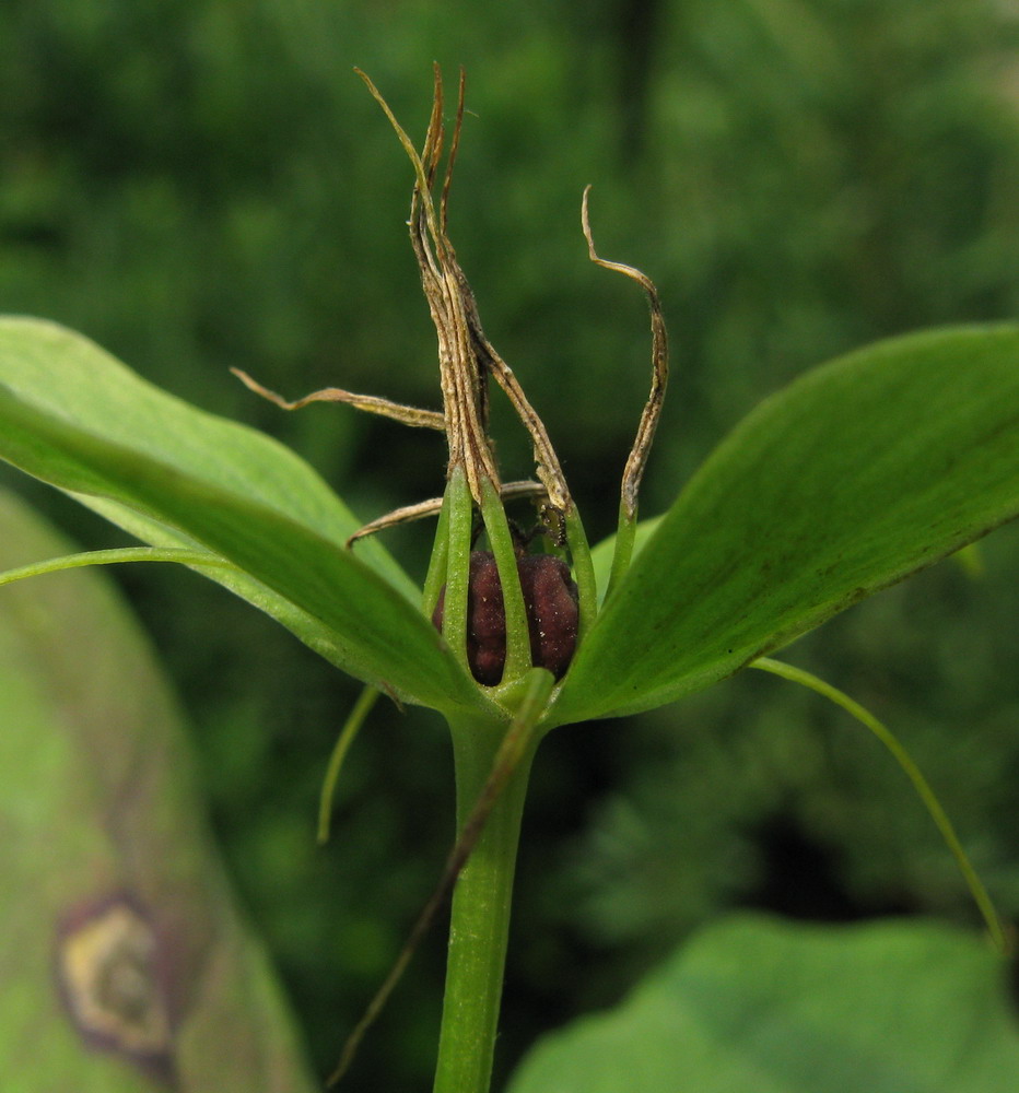 Image of Paris obovata specimen.