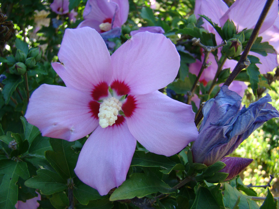 Image of Hibiscus syriacus specimen.