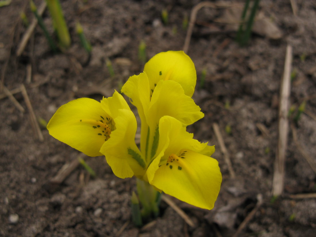 Image of Iridodictyum danfordiae specimen.