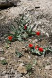 Tulipa greigii