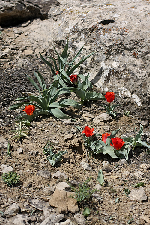 Image of Tulipa greigii specimen.