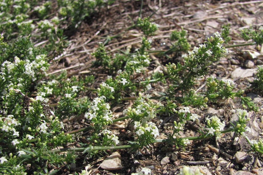 Изображение особи Galium humifusum.