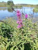 Lythrum salicaria