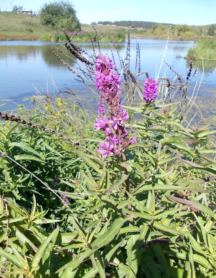 Изображение особи Lythrum salicaria.