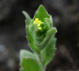 Draba nemorosa