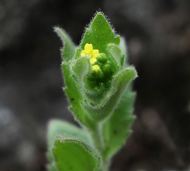 Изображение особи Draba nemorosa.