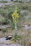 Verbascum songaricum. Цветущее растение. Южный Казахстан, вершина 797.3 0.5 км западнее шоссе Корниловка-Пестели. 20.05.2010.