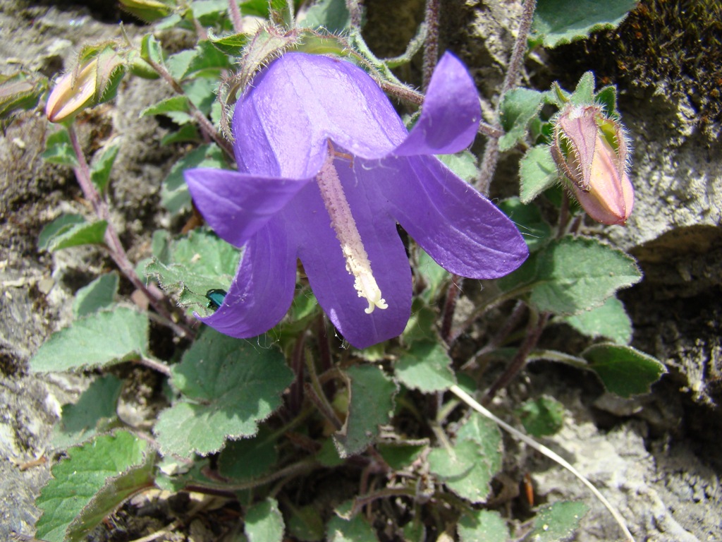 Изображение особи род Campanula.