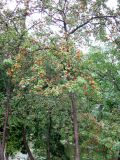 род Crataegus. Плодоносящее дерево. Венгрия, г. Будапешт, городской парк Варошлигет. 01.09.2012.