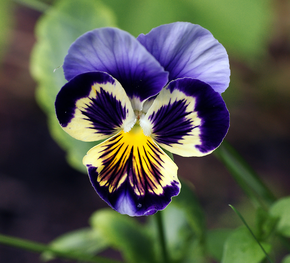 Image of Viola wittrockiana specimen.