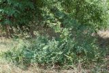 Thalictrum minus