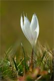 Crocus vallicola