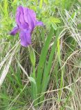 Iris aphylla