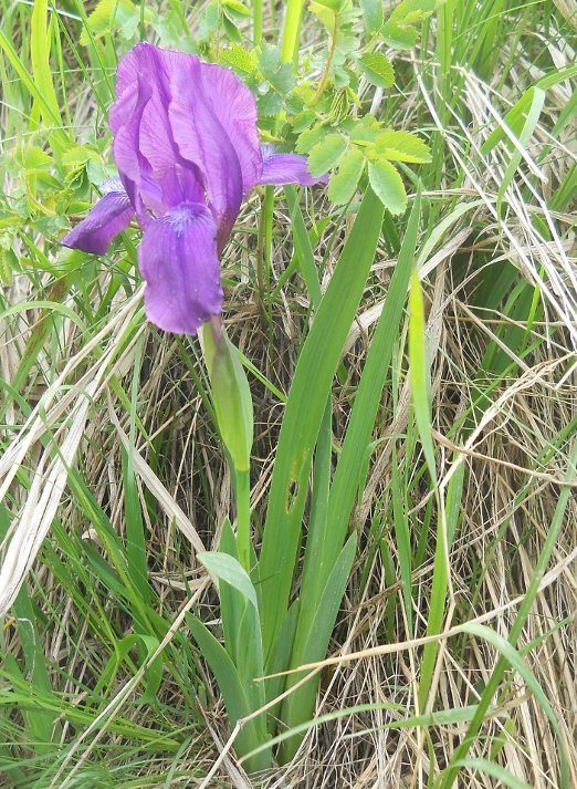 Изображение особи Iris aphylla.