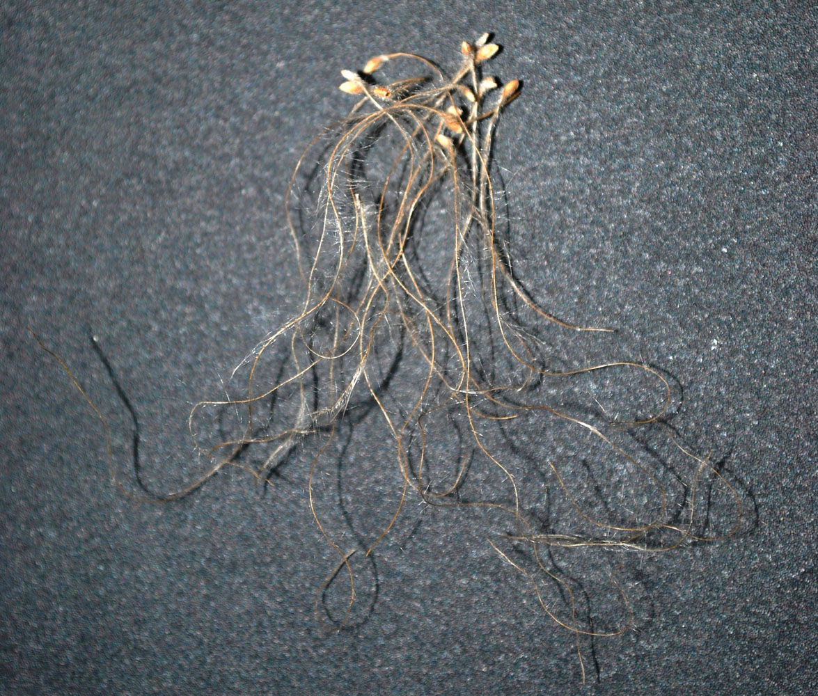 Image of Clematis orientalis specimen.