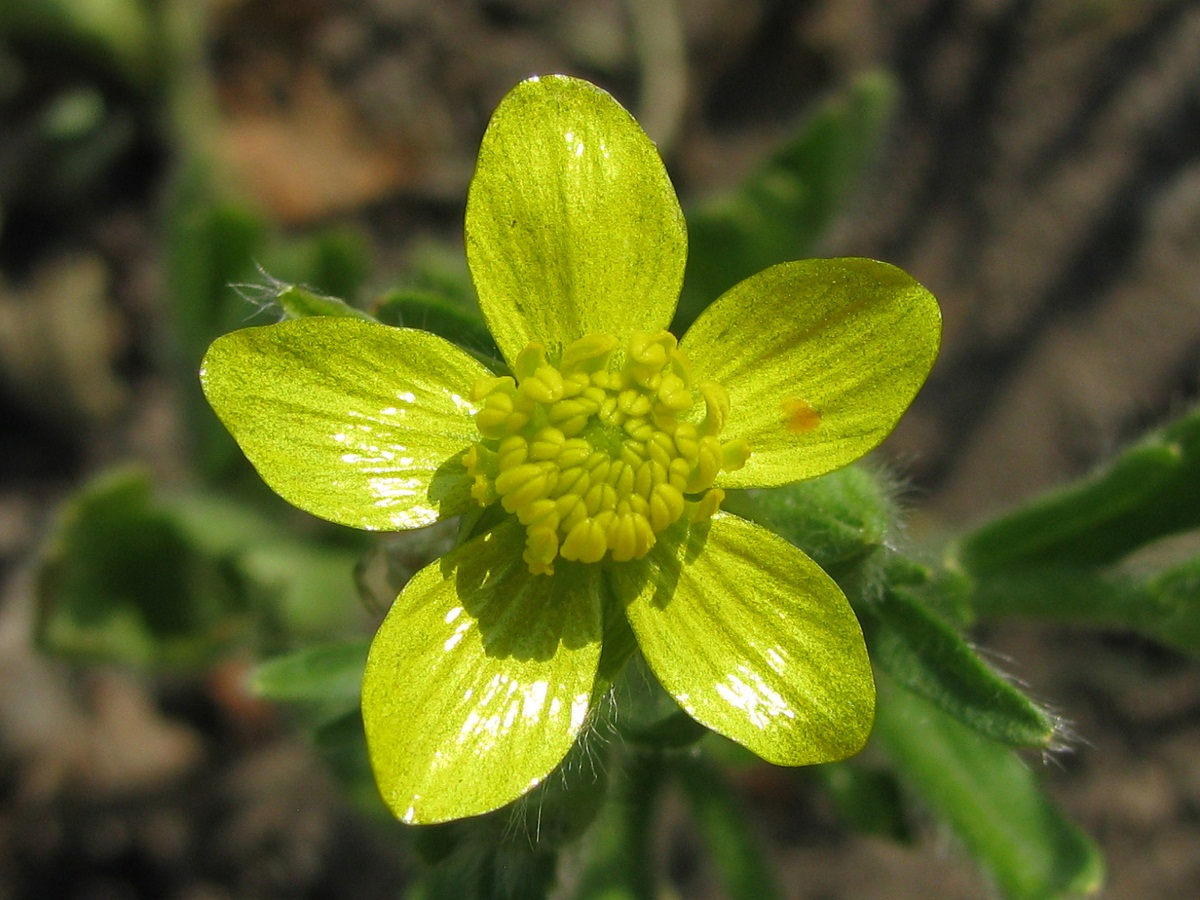 Изображение особи Ranunculus oxyspermus.