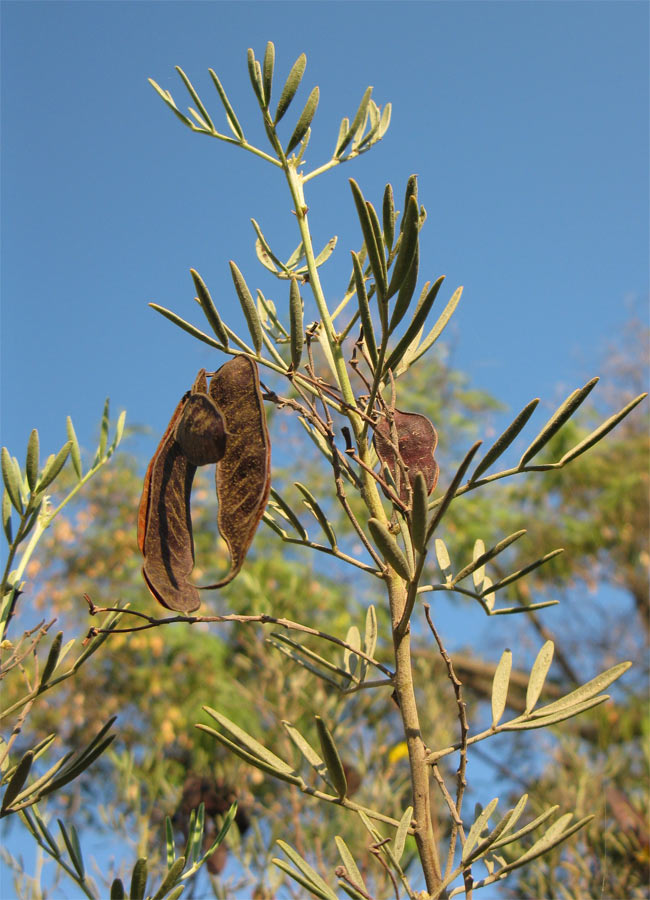 Image of Senna artemisioides specimen.