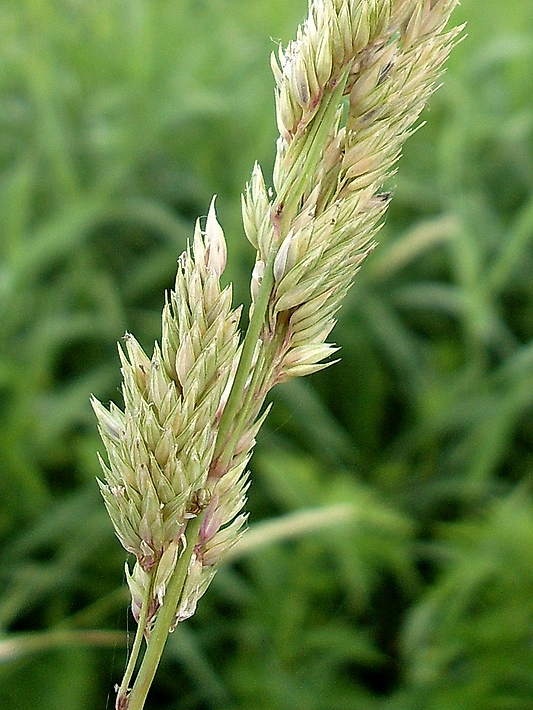 Изображение особи Phalaroides arundinacea.