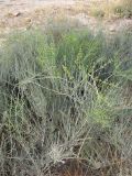 род Ephedra. Взрослое растение. Израиль, г. Беэр-Шева, рудеральное местообитание. 01.04.2013.