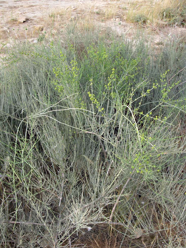 Image of genus Ephedra specimen.