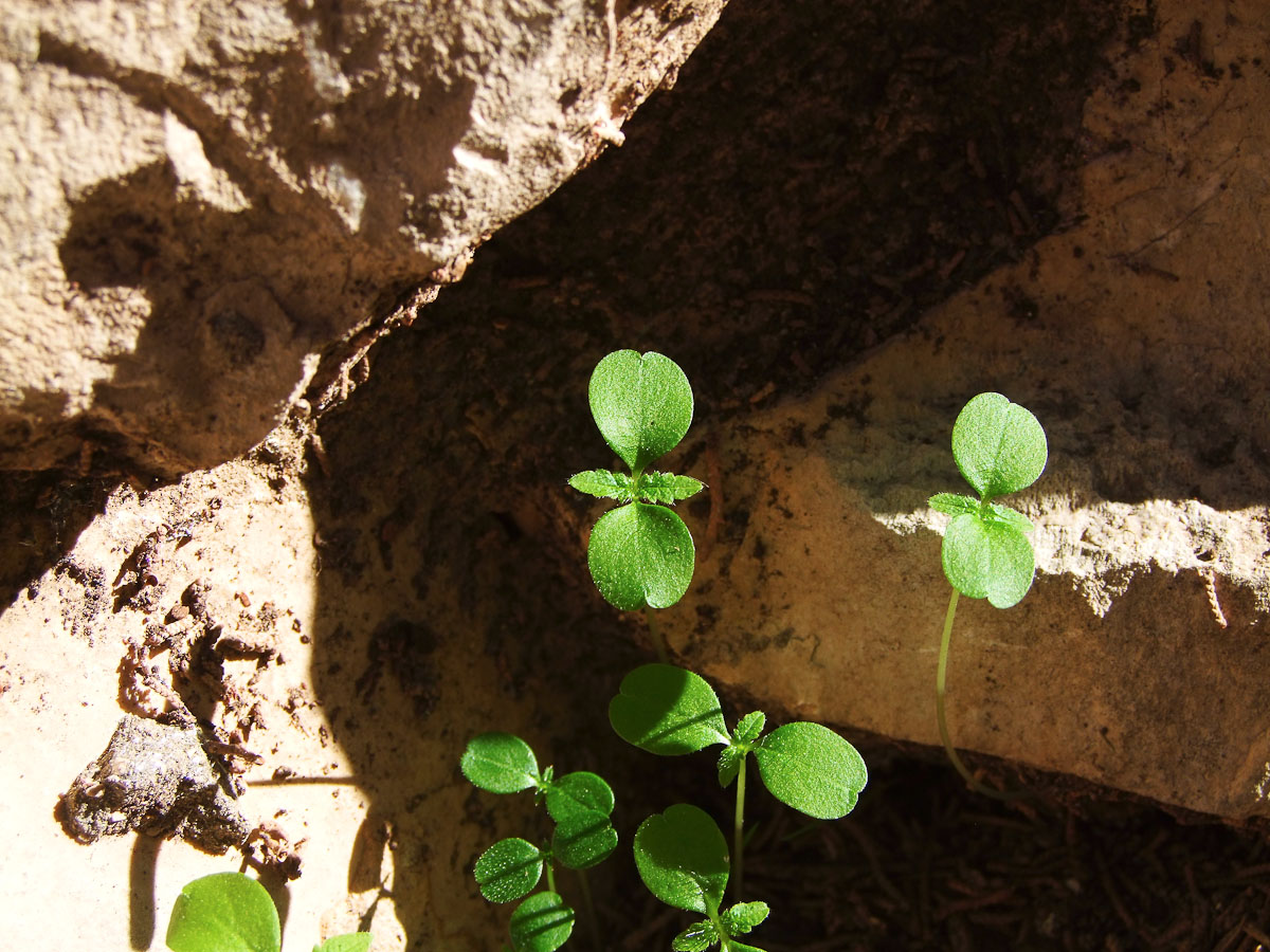 Изображение особи Urtica pilulifera.