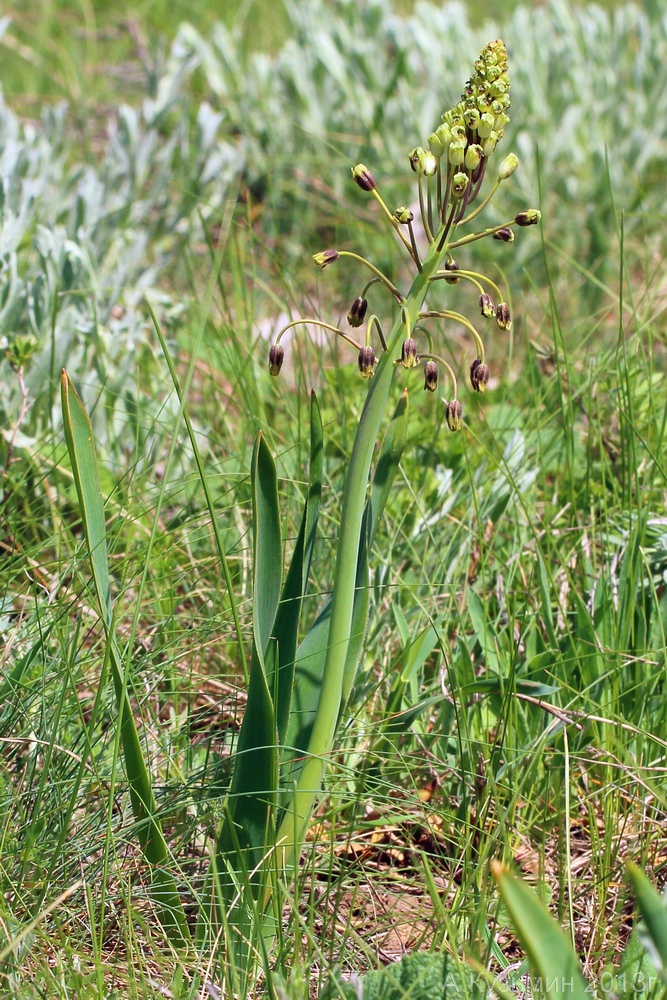 Image of Bellevalia sarmatica specimen.