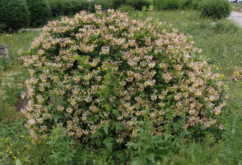 Image of Lonicera caprifolium specimen.