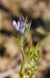 Nigella integrifolia. Верхушка цветущего растения. Казахстан, хр. Шолак, северней вдхр. Капчагай. 24.05.2013.