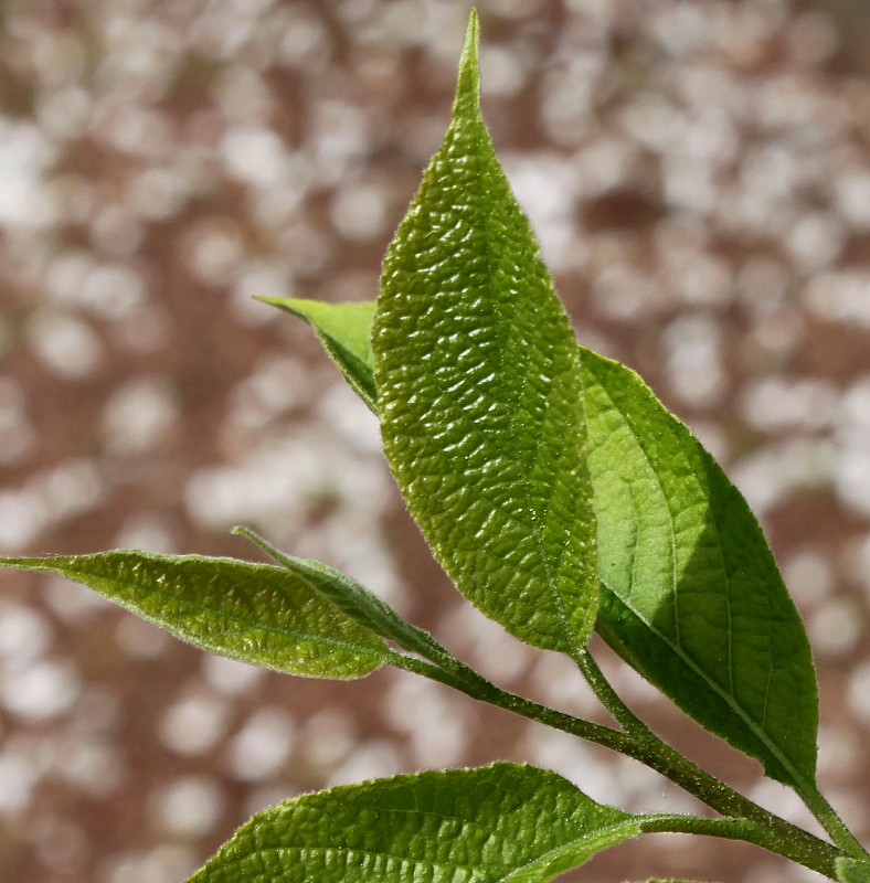 Изображение особи Halesia carolina.