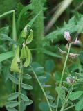 Astragalus vicarius