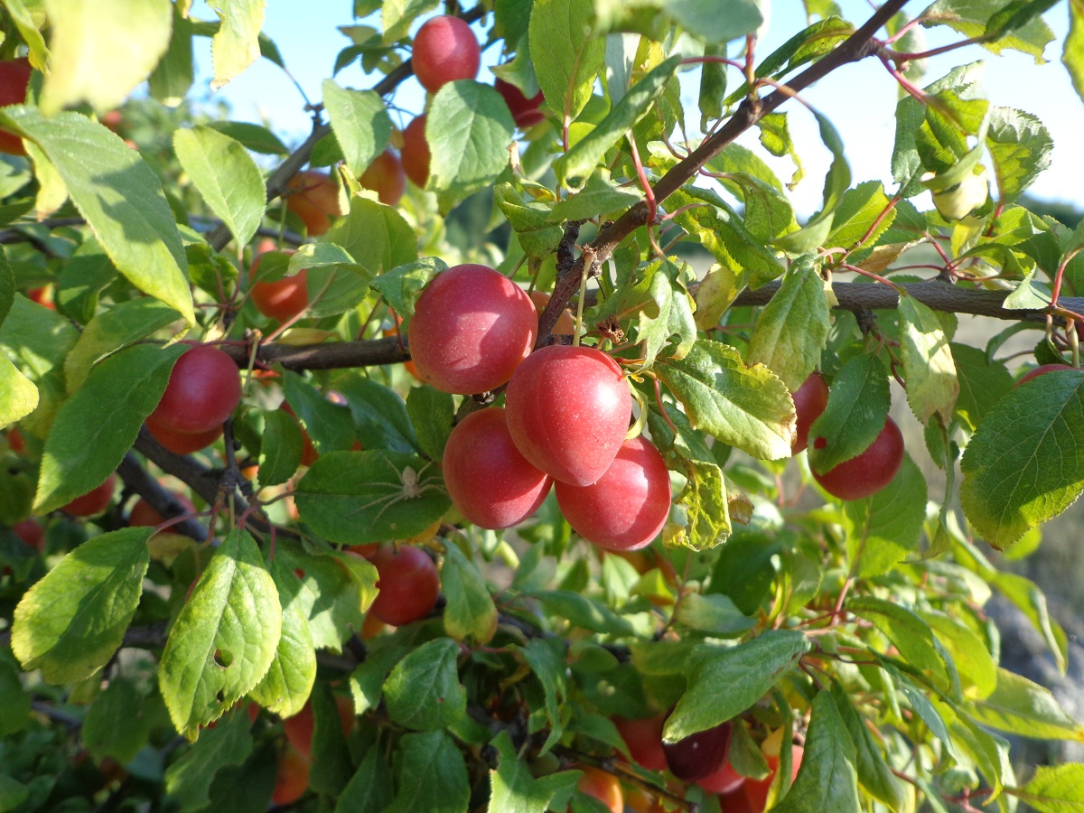 Изображение особи Prunus cerasifera.