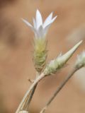 Xeranthemum longepapposum