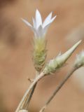 Xeranthemum longepapposum. Верхушки побегов с раскрывшимся и нераскрывшимся соцветиями. Узбекистан, Ташкентская обл., зап. отр. Чаткальского хр., правый берег р. Галвасай, недалеко от кишлака Учтерак. 26.06.2013.