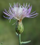 Centaurea odessana. Соцветие. Крым, Керченский п-ов, окр. пос. Курортное, песчаная перемычка между оз. Чокрак и Азовским морем. Июнь 2010 г.