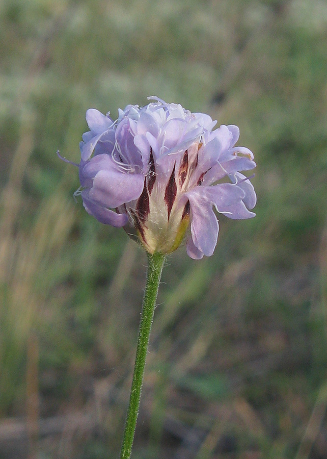 Image of Cephalaria transsylvanica specimen.