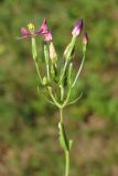 Centaurium erythraea ssp. turcicum