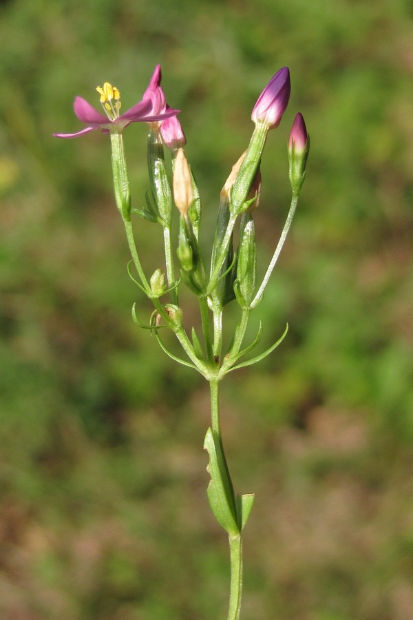 Изображение особи Centaurium erythraea ssp. turcicum.