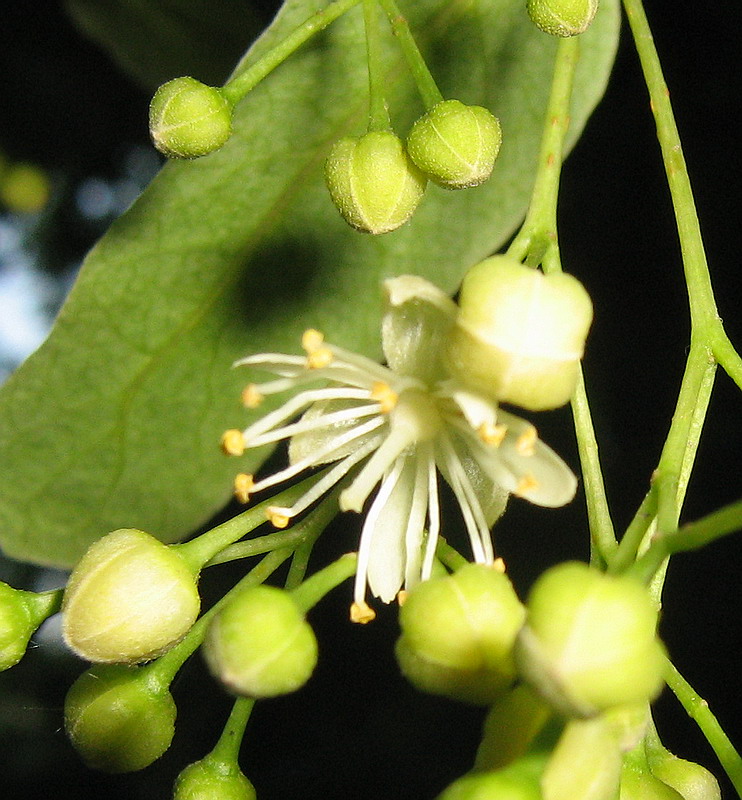 Image of Tilia platyphyllos specimen.