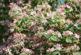 Lonicera tatarica. Часть цветущего куста. Черноморское побережье Кавказа, г. Новороссийск, в культуре. 30 апреля 2012 г.