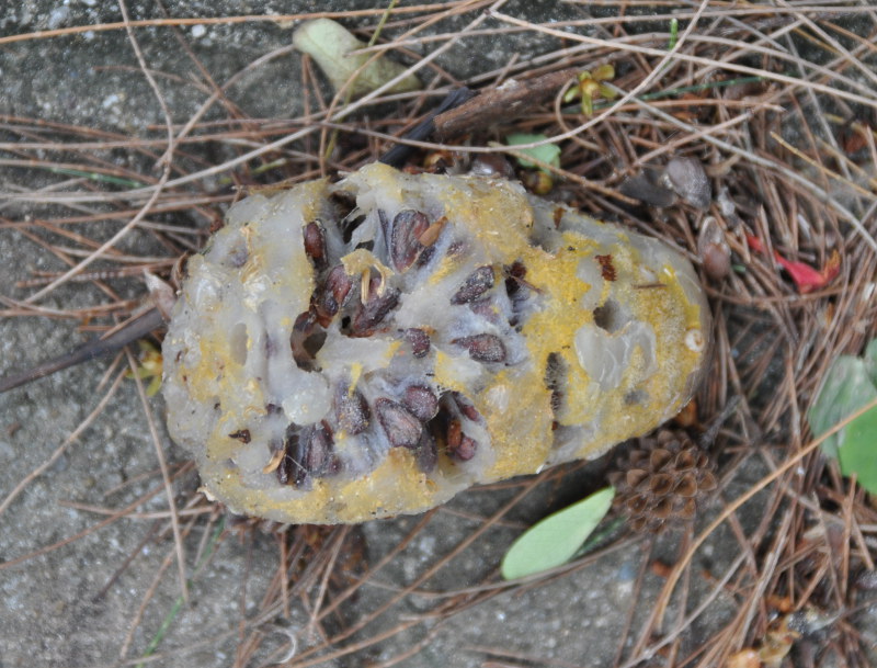 Image of Morinda citrifolia specimen.